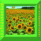 Published on 5/14/2008 ��½�󷨵���ף�����編�ִ�����ʦ���ٳ�����ʮһ��